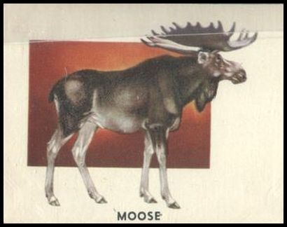 161 Moose